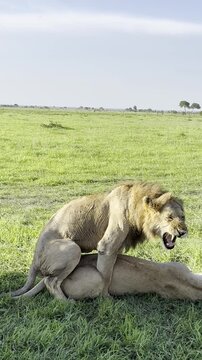 Vertical shot of male lion roaring during mating and walking away as lioness rolls on back in Mikumi National Park Tanzania