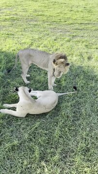Vertical static shot of African male lion and lioness mating in green grass in Mikumi National Park Tanzania safari