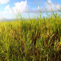 Fototapeta premium Sugar Cane fields of Saint Kitts