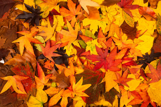 Autumn fall leaves of maple trees. Autumn fall leaves in sunlight. Natural autumn background. Autumnal background. Foliage, falling leaves background. Autumn leaf. Autumnal mood.