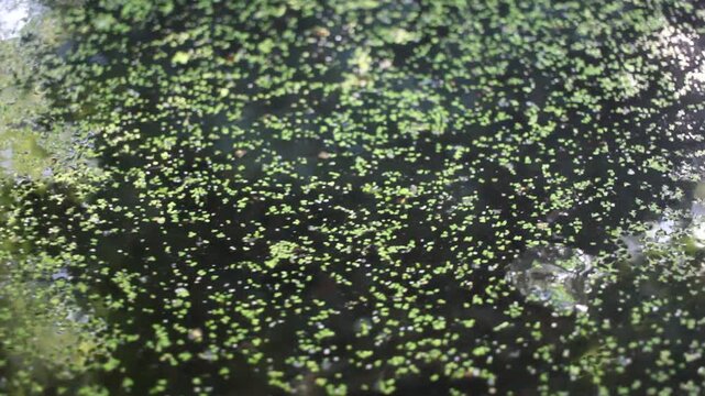 Tiny duckweed leaves swirling on dark standing water surface in nature pond