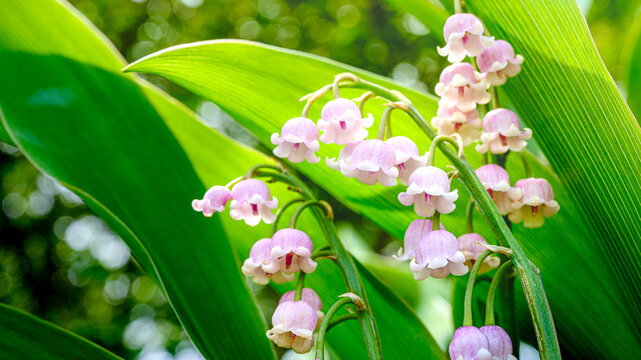 スズラン Images – Browse 2,803 Stock Photos, Vectors, and Video
