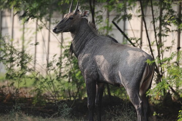 The nilgai (Boselaphus tragocamelus)  is the largest antelope in Asia. © feathercollector