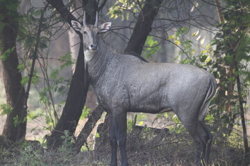 The nilgai (Boselaphus tragocamelus)  is the largest antelope in Asia. © feathercollector