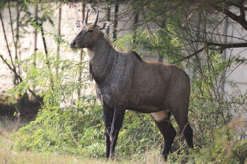 The nilgai (Boselaphus tragocamelus)  is the largest antelope in Asia. © feathercollector