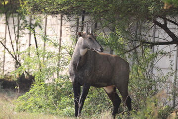 The nilgai (Boselaphus tragocamelus)  is the largest antelope in Asia. © feathercollector