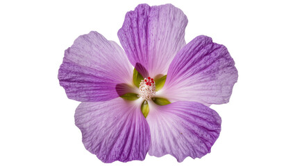 Isolated vibrant purple hibiscus flower blooming with elegant petals and intricate details © Diego