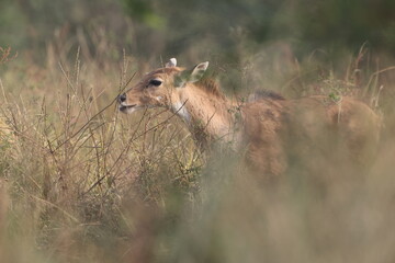 The nilgai (Boselaphus tragocamelus)  is the largest antelope in Asia. © feathercollector