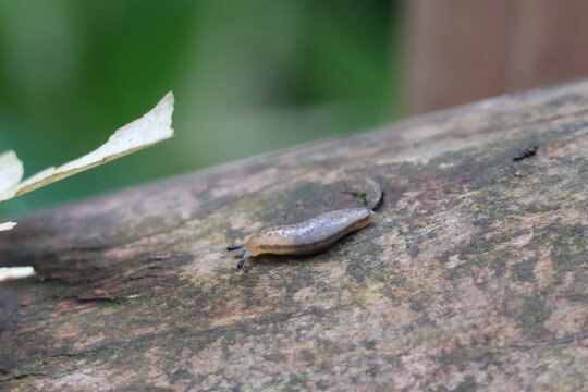 A slug living in the forest