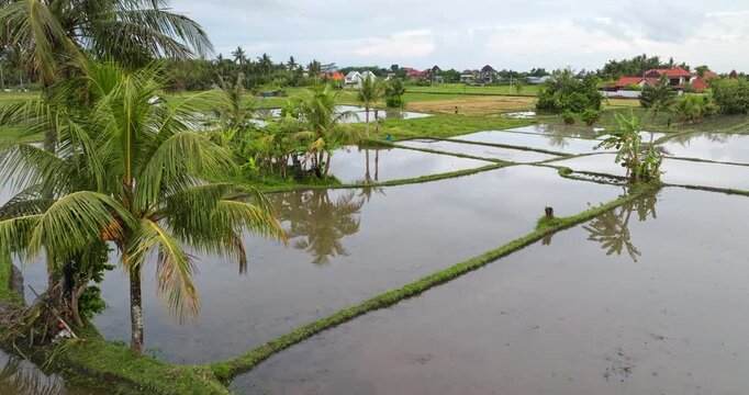 Expansive flooded rice paddies on Bali island reflecting lush tropical vegetation and distant village homes under an overcast sky, showcasing traditional agriculture