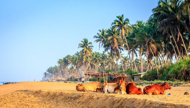 Cattle resting on tropical beach near Chilaw, Sri Lanka