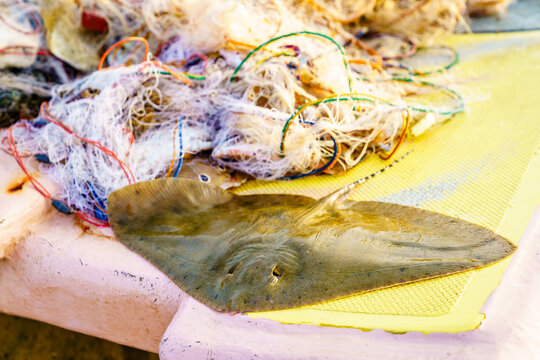 Fresh stingray on fishing boat after morning catch, Sri Lanka