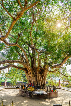Sacred Bodhi tree shrine in Chilaw, Sri Lanka