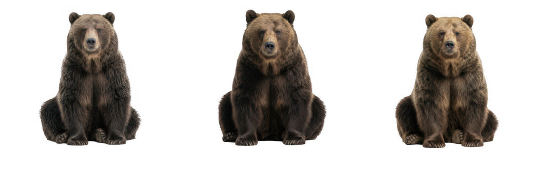 Set of three brown bears sitting and looking forward isolated on white background, wildlife animal photography and nature concepts for designs.