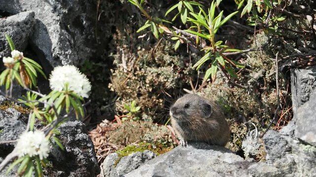 ガレ場に出てきた蝦夷ナキウサギ