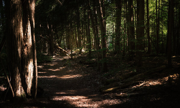 Middlebury Hiking Series: Walking footpath in pine forest along TAM, Trail Around Middlebury, in Vermont, USA