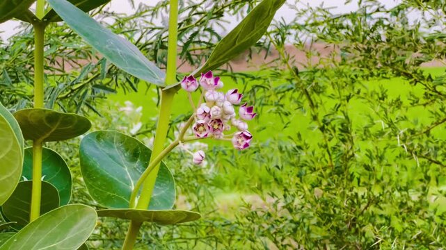 Calotropis procera flowers in nature. Blooming Sodom apple plant in a green field.