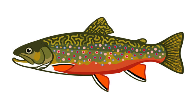 Illustrative trout fish side view