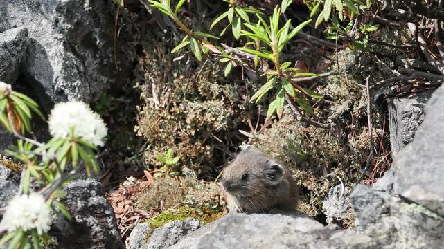 ガレ場に出てきた蝦夷ナキウサギ