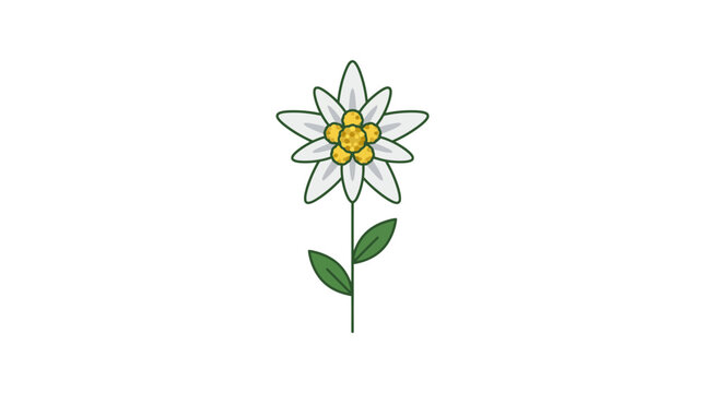 Single edelweiss flower illustration isolated white