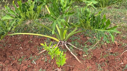 Thaumatophyllum bipinnatifidum tropical plant with green lobed leaves and aerial roots growing on red soil © Spezia