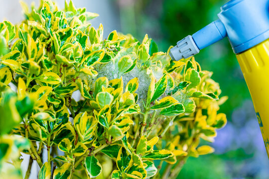 Gardener treating a decorative Euonymus fortunei shrub infested with leaf eating caterpillars. home gardening, ornamental landscape maintenance and healthy plant protection. 