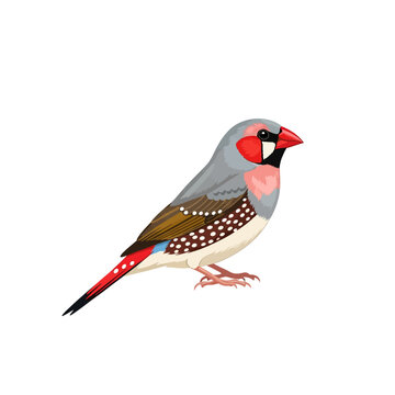 Male Zebra Finch Bird Illustration Isolated on White Background