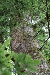 Fototapeta premium tree in the forest