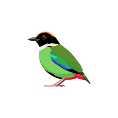 Fototapeta premium Hooded Pitta Bird Illustration - Colorful Tropical Songbird Vector Isolated on White Background