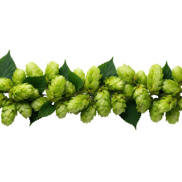 Fresh emerald green hop cones, leaves, and moisture droplets in a horizontal border on a transparent background with soft rim light, concept of craft beer brewing ingredients