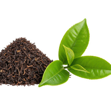 Extreme macro of micro-detailed dark loose leaf black tea crumbs next to glossy emerald green Camellia sinensis leaves on a transparent background, high contrast, premium raw ingredients concept.