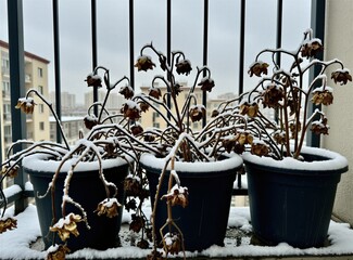 Obraz premium Black plastic pots hold dry dead flowers covered with fresh white snow on urban balcony terrace. Cold winter season weather freezes wilted plant stems, withered petals outdoors. Grey city building