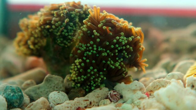 Soft coral with green tentacles rests on pebbles.
