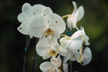 Fototapeta premium White Phalaenopsis Orchid Flower Close Up with Soft Green Bokeh Background