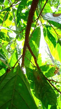 Criollo Cacao Plantation in Dense Forest Shade in Canoabo Venezuela