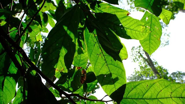 Criollo Cacao Plantation in Dense Forest Shade in Canoabo Venezuela