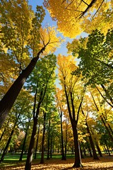 Obraz premium Low angle view of tall trees in autumn park. Bright yellow, green leaves change colors on branches against clear blue sky. Sunlight illuminates vibrant forest foliage. Golden season carpet covers