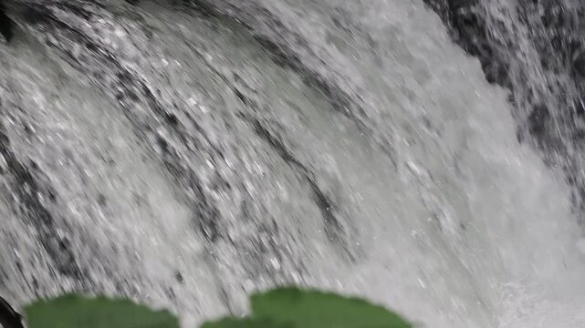 さくらの滝で滝越えを試みるサクラマス