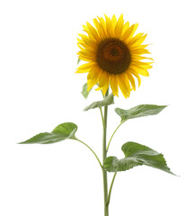 Fototapeta premium Beautiful bright blooming sunflower isolated on white