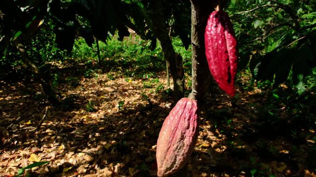 Ripe Red and Green Criollo Cacao Pods Growing on Tree Branches in Canoabo Venezuela