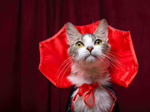 Confident Tabby Cat with White Chest Wearing Vampire Cape on Red Curtain Background