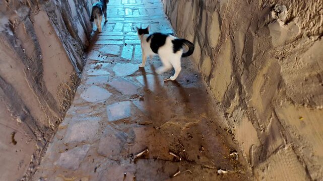 Three cats weave through a narrow sunlit alley in Ushaiqer Heritage Village, framed by mud-brick Najdi architecture and warm textures of traditional Saudi dwellings of Saudi Arabia