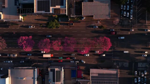 Maring&aacute; sob a luz do entardecer e seus ip&ecirc;s floridos.