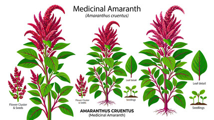 Medicinal Amaranth Plant Illustration © jono