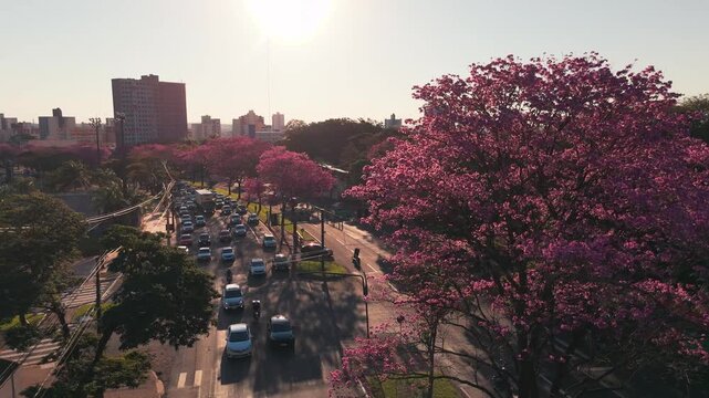 Maring&aacute; sob a luz do entardecer e seus ip&ecirc;s floridos.