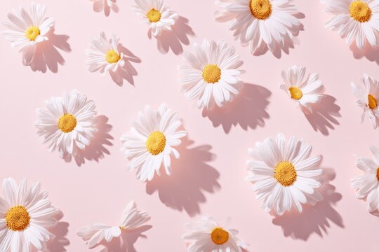 Delicate elegance: daisies grace a pastel stage. Extravagant style. Daisies' enchanting arrival on a pale pink scene. Elegant presentation. High-class shoot.