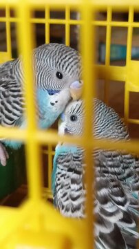 parrots in cage