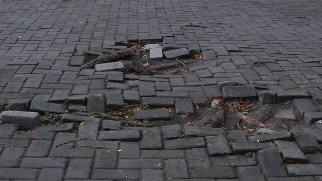 Broken Brick Sidewalk Caused by Growing Tree Roots