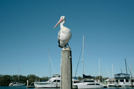 Australian Pelican (Pelecanus conspicillatus)  perched on a timber pilon with yacht masts and blue sky in the background