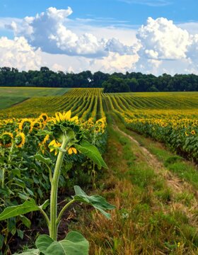 Sunflowers line a dirt path through a field under a bright, cloudy sky